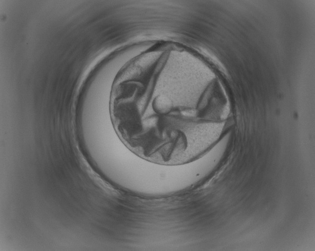 X0000078300976200612011830