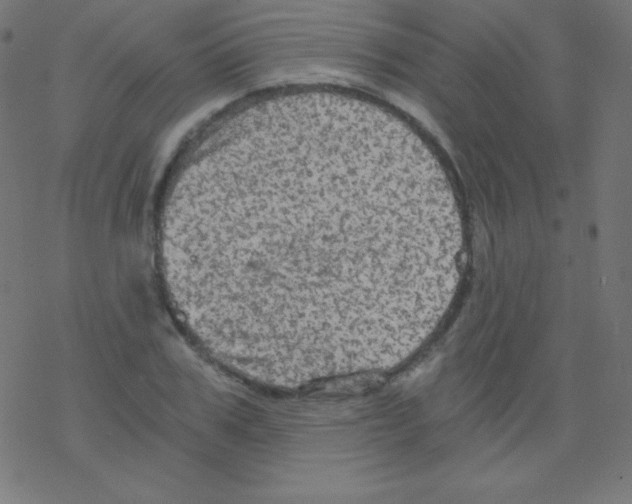 X0000078300979200612011830