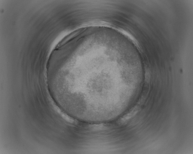 X0000078300990200612011830