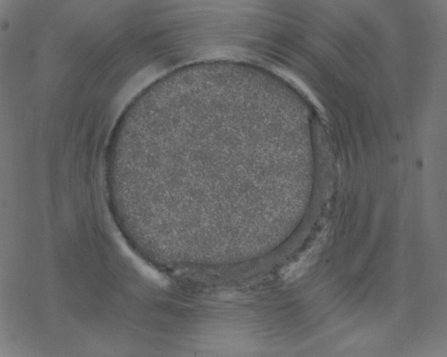 X0000078300991200612011830