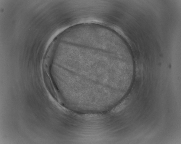 X0000078301032200612011829