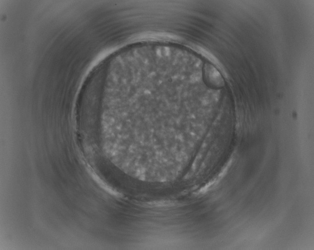 X0000078301037200612011829