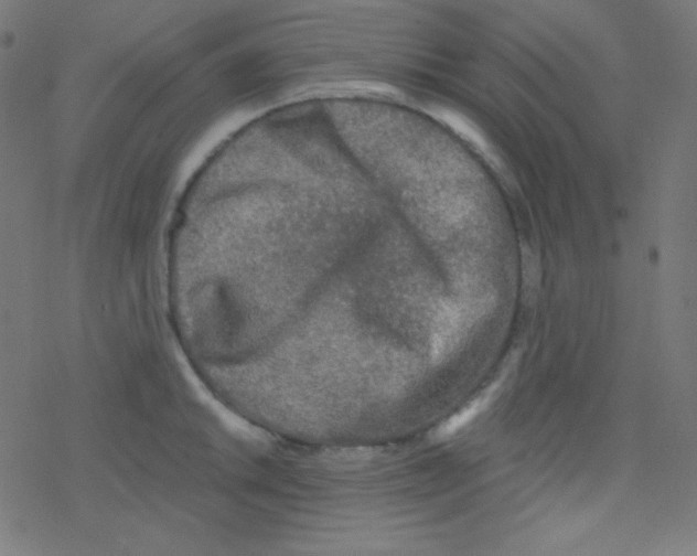 X0000078301046200612011830