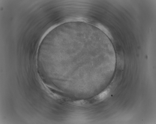 X0000078301052200612011830