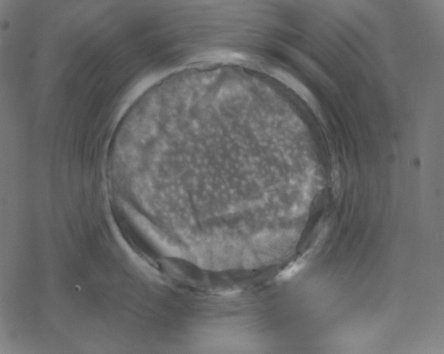 X0000078301055200612011830