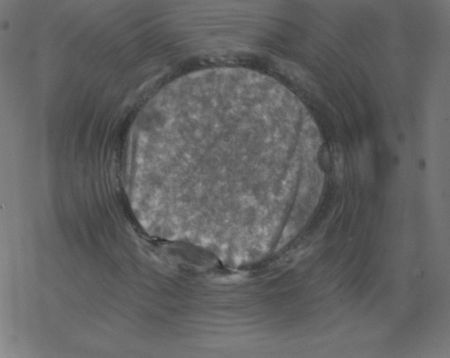 X0000078301060200612011829