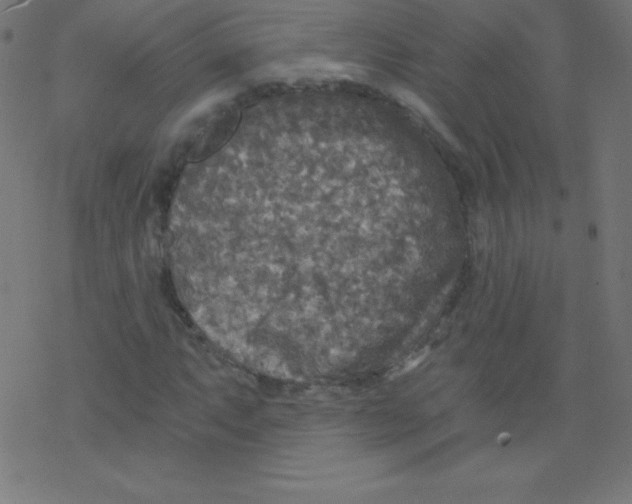 X0000078301063200612011829