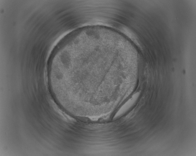 X0000078301076200612011829