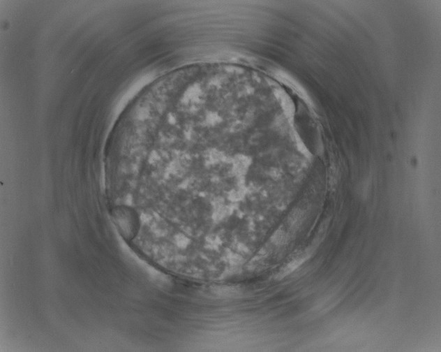 X0000078301095200612011828