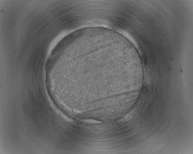 X0000078301096200612011828