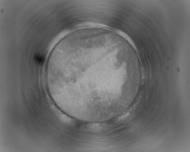 X0000078301098200612011828