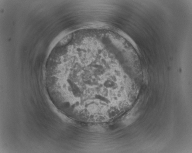 X0000078301099200612011828