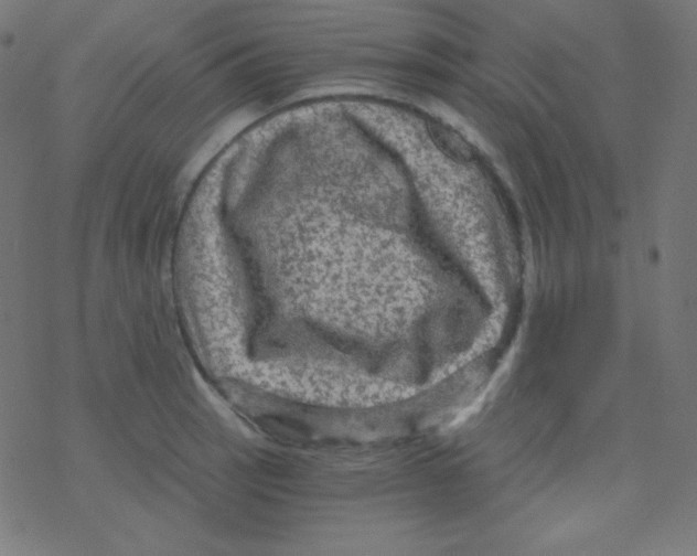 X0000078301137200612011828