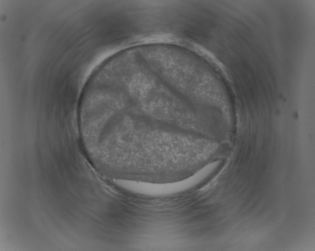 X0000078301174200612011827