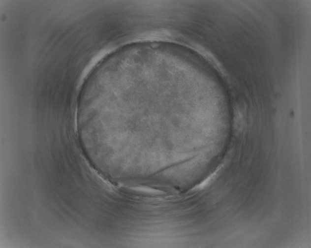 X0000078301224200612011826