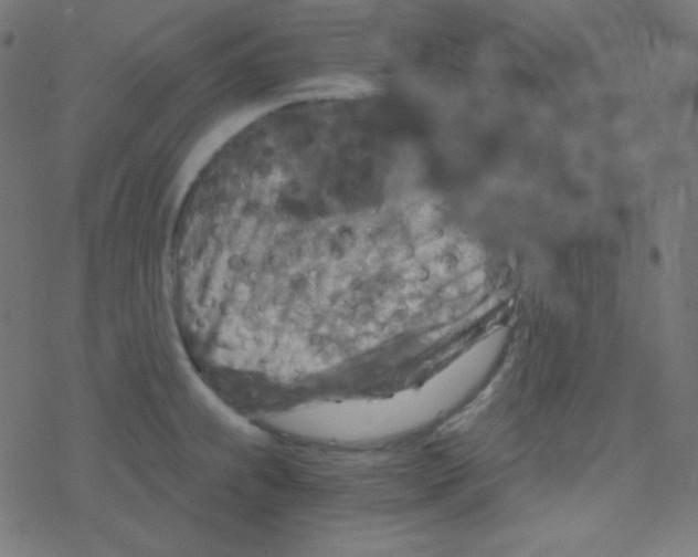 X0000078301239200612011826