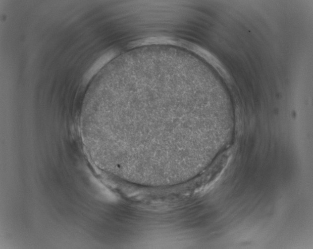 X0000078301241200612011826