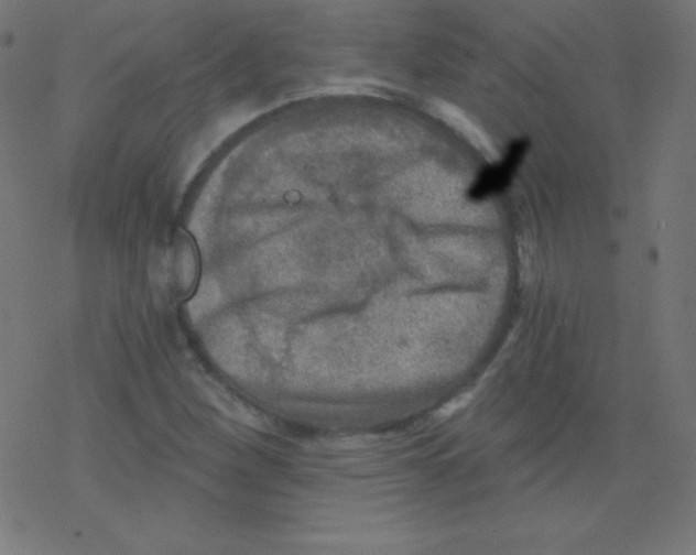 X0000078301260200612011826