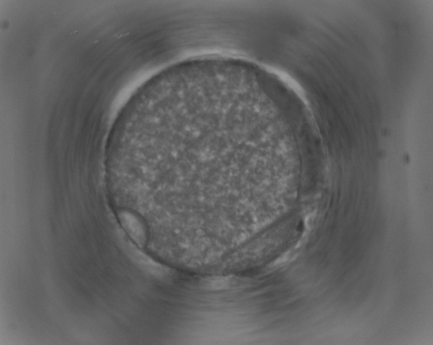 X0000078301279200612011825