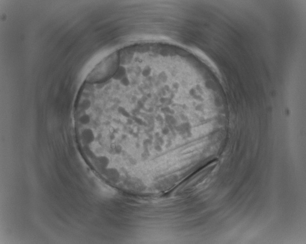 X0000078301287200612011825