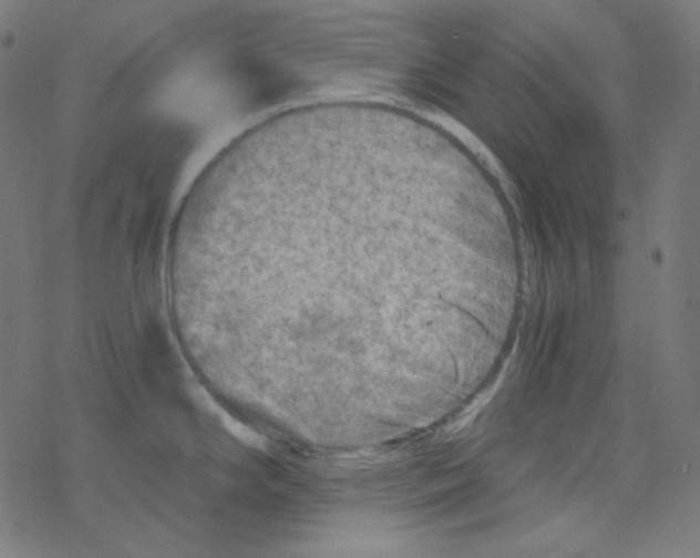 X0000078301294200612011825