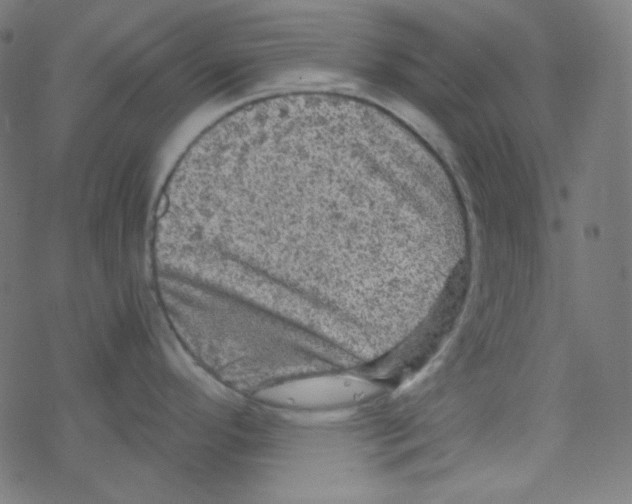 X0000078301296200612011825