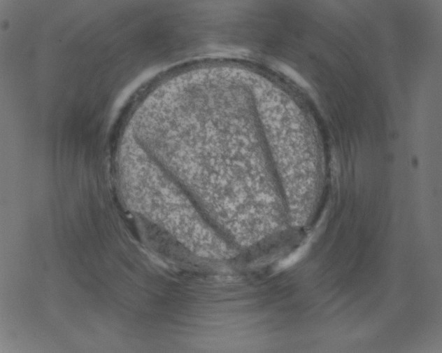 X0000078301310200612011824