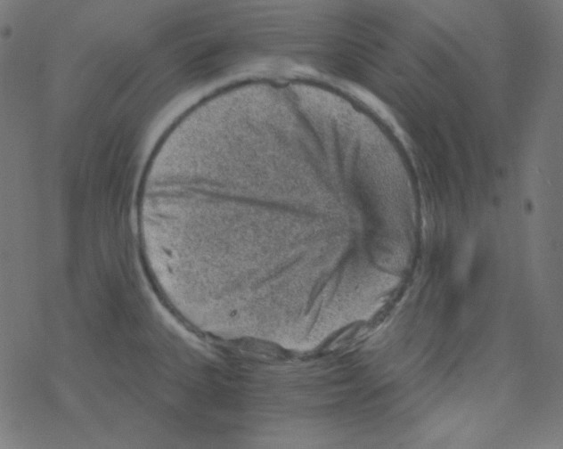 X0000078301335200612011825