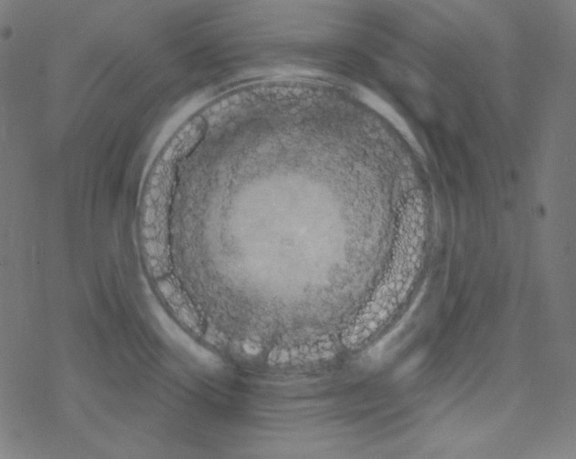 X0000078301338200612011825