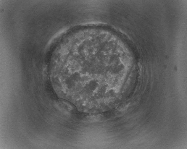 X0000078301351200612011824