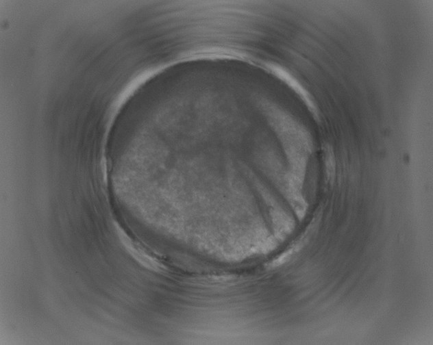 X0000078301372200612011824