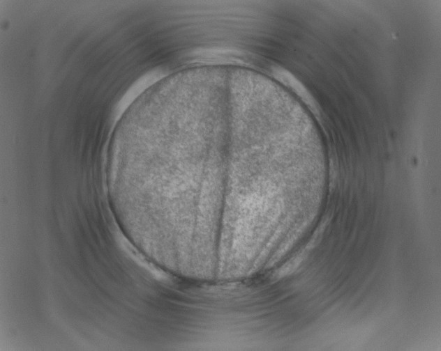 X0000078301386200612011824