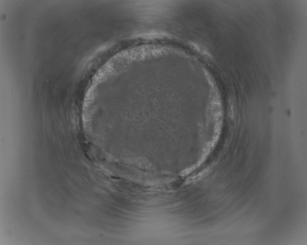 X0000078301398200612011823