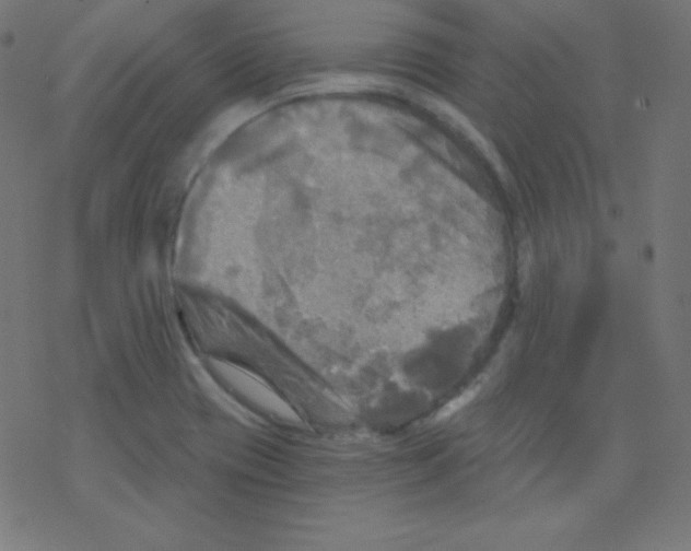 X0000078301417200612011823