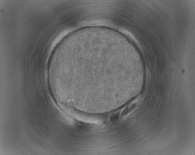 X0000078301424200612011823