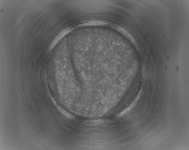 X0000078301425200612011823