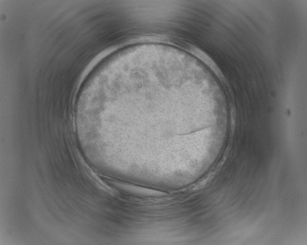 X0000078301436200612011823