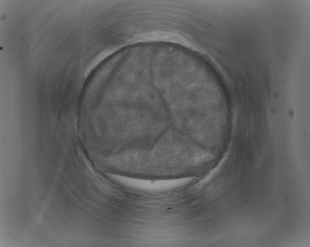 X0000078301505200612011821