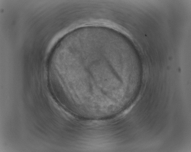 X0000078301506200612011821