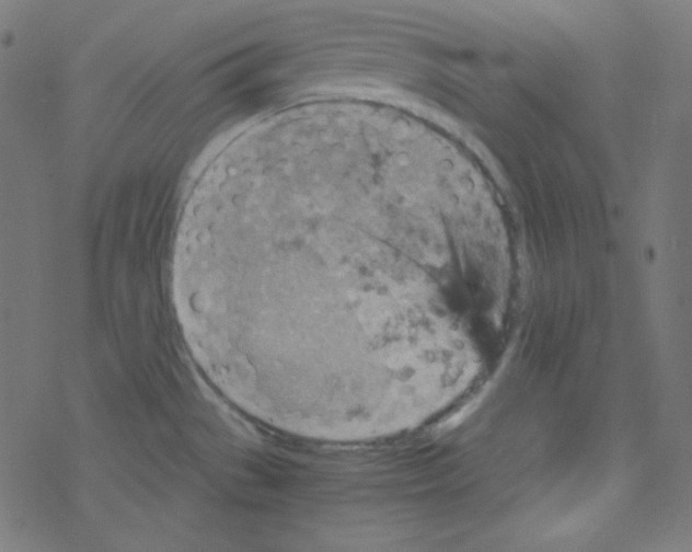 X0000078301529200612011822