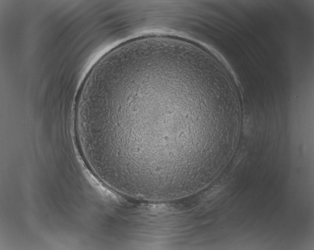 X0000078310903200611031235