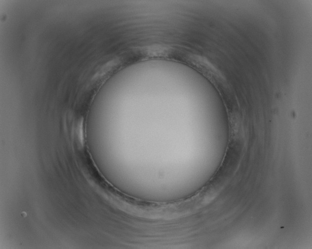 X0000078310028200611101239