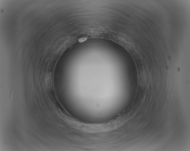 X0000078310034200611101239