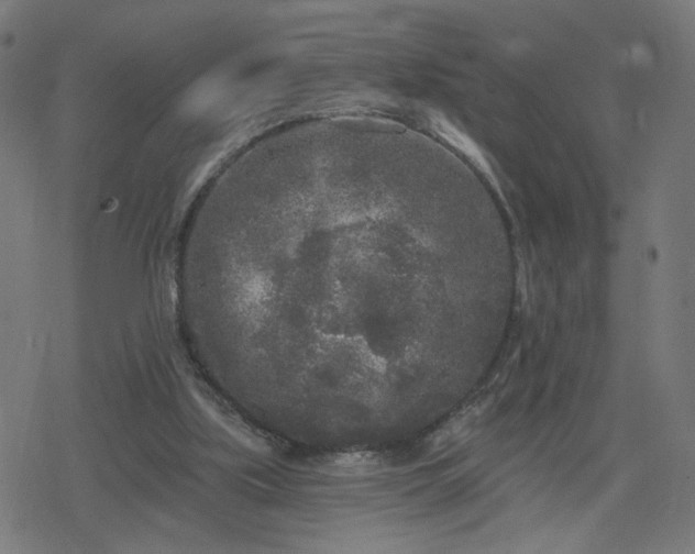 X0000078310059200611101238