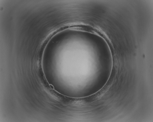 X0000078310063200611101238