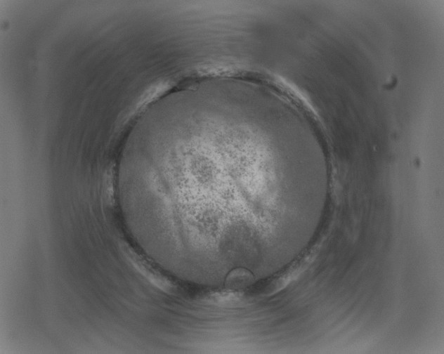 X0000078310065200611101238