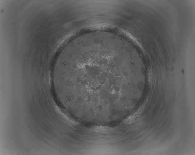 X0000078310637200611101228
