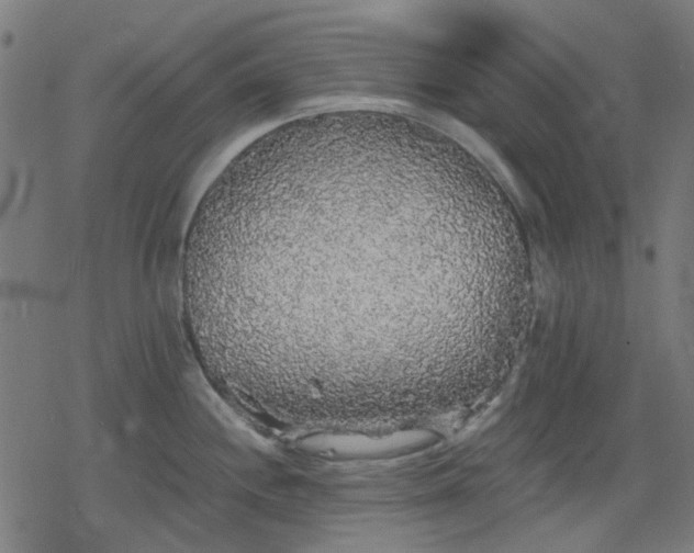 X0000078311244200611101220