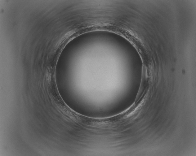 X0000078311257200611101219