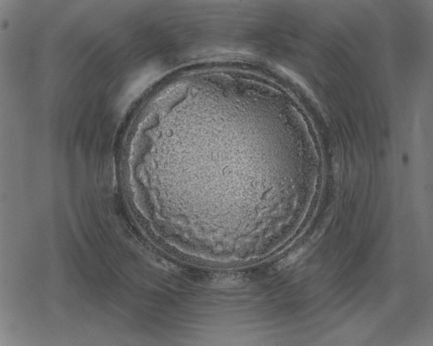 X0000078311267200611101219